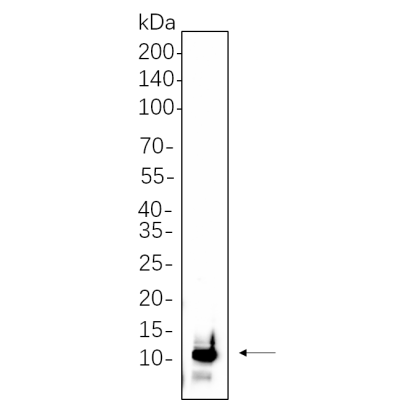 Jurkat whole cell lysates were separated by 10% SDS-PAGE, and the membrane was blotted with primary antibody(1:1000). The HRP-conjugated Goat anti-Rabbit IgG(H + L) antibody was used to detect the antibody.