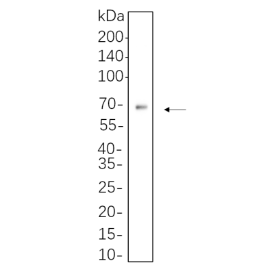 HepG2 cell lysates were separated by 4-20% SDS-PAGE, and the membrane was blotted with primary antibody 1:1000. The HRP-conjugated Goat anti-Rabbit IgG(H + L) antibody was used to detect the antibody.