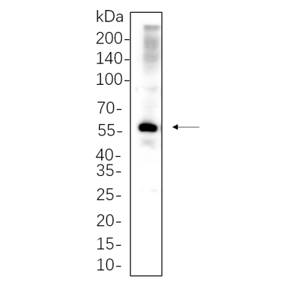 L929 whole cell lysates were separated by 10% SDS-PAGE, and the membrane was blotted with primary antibody(1:1000). The HRP-conjugated Goat anti-Rabbit IgG(H + L) antibody was used to detect the antibody.