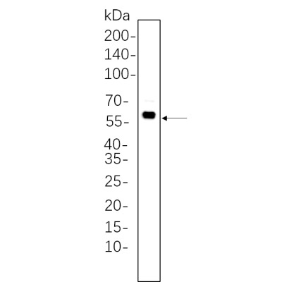 NIH-3T3 whole cell lysates were separated by 10% SDS-PAGE, and the membrane was blotted with primary antibody(1:1000). The HRP-conjugated Goat anti-Rabbit IgG(H + L) antibody was used to detect the antibody.