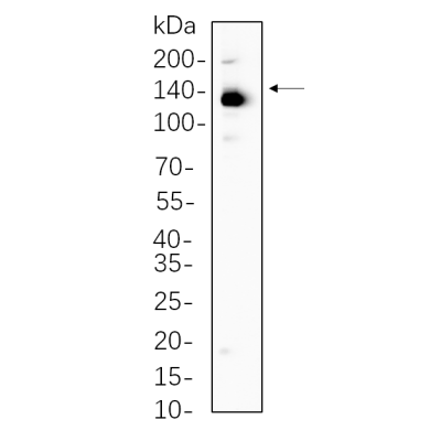 U2OS cell lysates were separated by 4-20% SDS-PAGE, and the membrane was blotted with primary antibody 1:1000. The HRP-conjugated Goat anti-Rabbit IgG(H + L) antibody was used to detect the antibody.