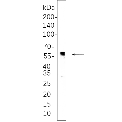 HEK293 cell lysates were separated by 4-20% SDS-PAGE, and the membrane was blotted with primary antibody 1:1000. The HRP-conjugated Goat anti-Rabbit IgG(H + L) antibody was used to detect the antibody.