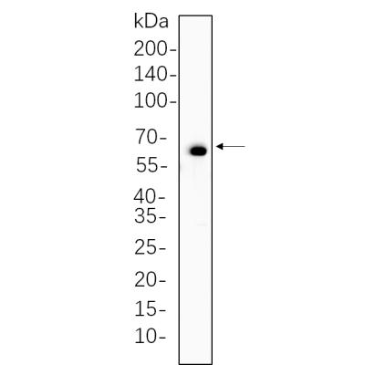 Hela cell lysates were separated by 4-20% SDS-PAGE, and the membrane was blotted with primary antibody 1:1000. The HRP-conjugated Goat anti-Rabbit IgG(H + L) antibody was used to detect the antibody.