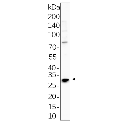 NIH-3T3 cell lysates were separated by 4-20% SDS-PAGE, and the membrane was blotted with primary antibody 1:1000. The HRP-conjugated Goat anti-Rabbit IgG(H + L) antibody was used to detect the antibody.