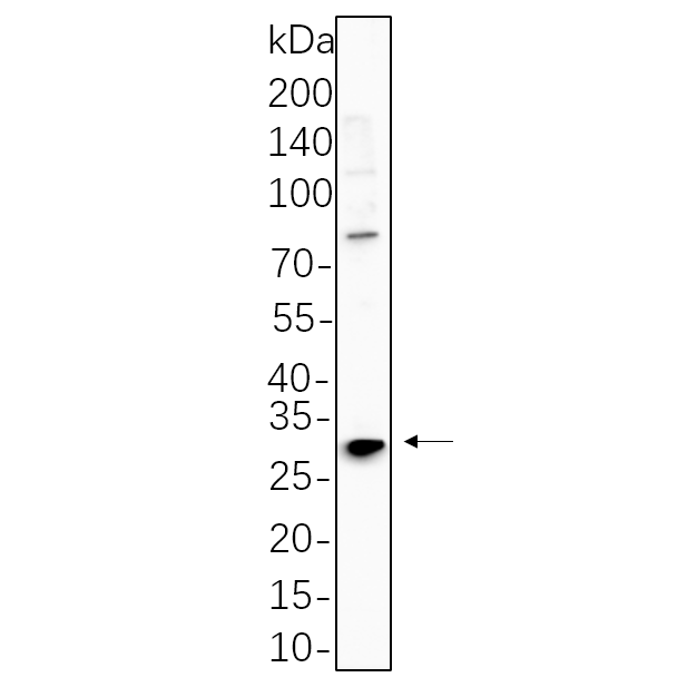 WR4505 NIH-3T3 cell lysates were separated by 4-20% SDS-PAGE, and the membrane was blotted with primary antibody 1:1000. The HRP-conjugated Goat anti-Rabbit IgG(H + L) antibody was used to detect the antibody. NIH-3T3 cell lysates were separated by 4-20% SDS-PAGE, and the membrane was blotted with primary antibody 1:1000. The HRP-conjugated Goat anti-Rabbit IgG(H + L) antibody was used to detect the antibody.