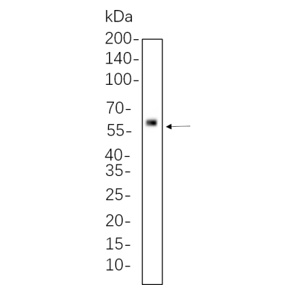 MCF7 whole cell lysates were separated by 10% SDS-PAGE, and the membrane was blotted with primary antibody(1:1000). The HRP-conjugated Goat anti-Rabbit IgG(H + L) antibody was used to detect the antibody.