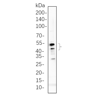 C6 cell lysates were separated by 4-20% SDS-PAGE, and the membrane was blotted with primary antibody 1:1000. The HRP-conjugated Goat anti-Rabbit IgG(H + L) antibody was used to detect the antibody.