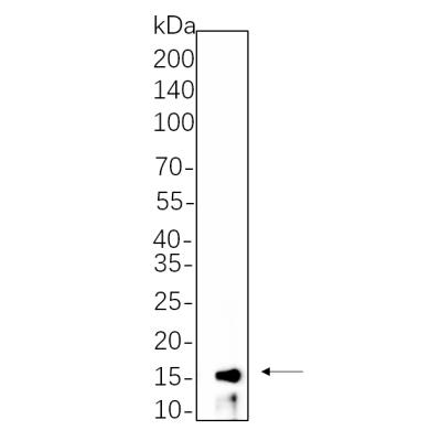 Hela cell lysates were separated by 4-20% SDS-PAGE, and the membrane was blotted with primary antibody 1:1000. The HRP-conjugated Goat anti-Rabbit IgG(H + L) antibody was used to detect the antibody.