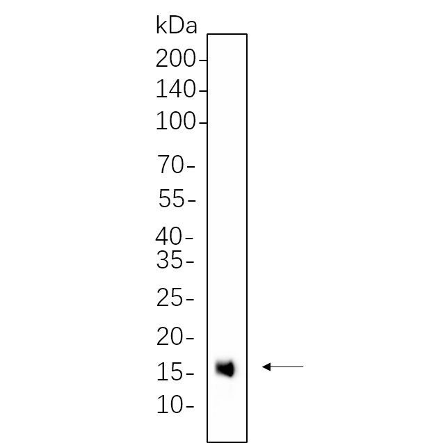 WR4513 NIH-3T3 cell lysates were separated by 4-20% SDS-PAGE, and the membrane was blotted with primary antibody 1:1000. The HRP-conjugated Goat anti-Rabbit IgG(H + L) antibody was used to detect the antibody. NIH-3T3 cell lysates were separated by 4-20% SDS-PAGE, and the membrane was blotted with primary antibody 1:1000. The HRP-conjugated Goat anti-Rabbit IgG(H + L) antibody was used to detect the antibody.