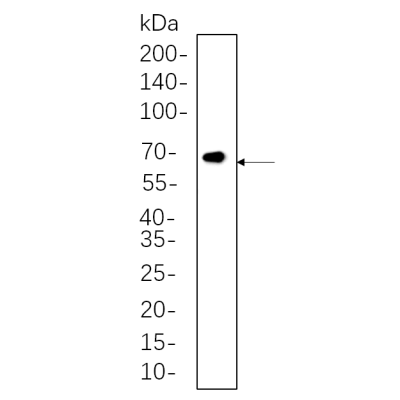 NIH-3T3 whole cell lysates were separated by 10% SDS-PAGE, and the membrane was blotted with primary antibody(1:1000). The HRP-conjugated Goat anti-Rabbit IgG(H + L) antibody was used to detect the antibody.