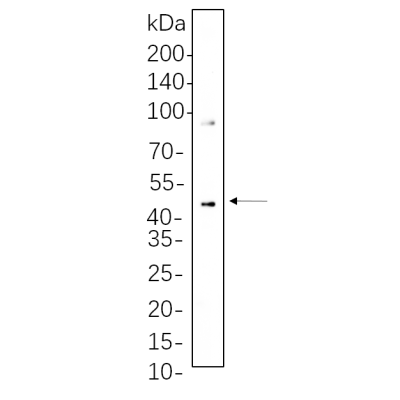 C6 cell lysates were separated by 4-20% SDS-PAGE, and the membrane was blotted with primary antibody 1:1000. The HRP-conjugated Goat anti-Rabbit IgG(H + L) antibody was used to detect the antibody.