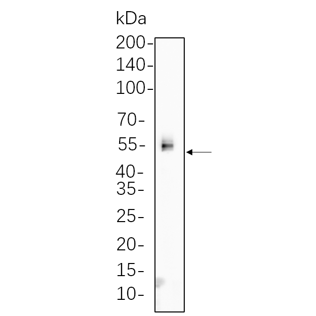 WR4525 NIH-3T3 cell lysates were separated by 4-20% SDS-PAGE, and the membrane was blotted with primary antibody 1:1000. The HRP-conjugated Goat anti-Rabbit IgG(H + L) antibody was used to detect the antibody. NIH-3T3 cell lysates were separated by 4-20% SDS-PAGE, and the membrane was blotted with primary antibody 1:1000. The HRP-conjugated Goat anti-Rabbit IgG(H + L) antibody was used to detect the antibody.
