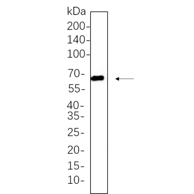 NIH-3T3 whole cell lysates were separated by 10% SDS-PAGE, and the membrane was blotted with primary antibody(1:1000). The HRP-conjugated Goat anti-Rabbit IgG(H + L) antibody was used to detect the antibody.
