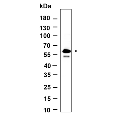 Western Blot analysis using HeLa lysates,primary antibody was diluted at 1:1000, 4°over night, Dylight 800 secondary antibody(WS0446)was diluted at 1:10000, 37° 1hour.