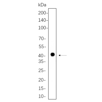 NIH-3T3 cell lysates were separated by 4-20% SDS-PAGE, and the membrane was blotted with primary antibody 1:1000. The HRP-conjugated Goat anti-Rabbit IgG(H + L) antibody was used to detect the antibody.