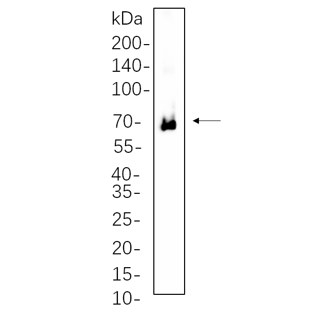 WR4535 Jurkat cell lysates were separated by 4-20% SDS-PAGE, and the membrane was blotted with primary antibody 1:1000. The HRP-conjugated Goat anti-Rabbit IgG(H + L) antibody was used to detect the antibody. Jurkat cell lysates were separated by 4-20% SDS-PAGE, and the membrane was blotted with primary antibody 1:1000. The HRP-conjugated Goat anti-Rabbit IgG(H + L) antibody was used to detect the antibody.