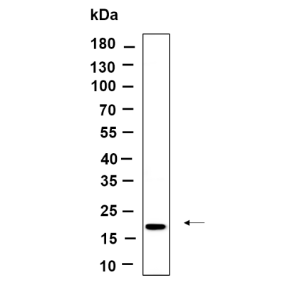 Western Blot analysis using HepG2 lysates,primary antibody was diluted at 1:1000, 4°over night, Dylight 800 secondary antibody(WS0446)was diluted at 1:10000, 37° 1hour.