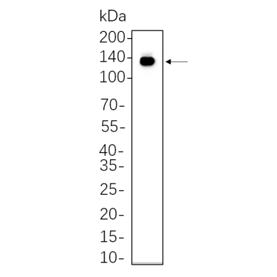 Mouse brain cell lysates were separated by 4-20% SDS-PAGE, and the membrane was blotted with primary antibody 1:1000. The HRP-conjugated Goat anti-Rabbit IgG(H + L) antibody was used to detect the antibody.