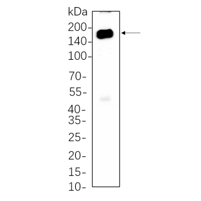 K562 cell lysates were separated by 4-20% SDS-PAGE, and the membrane was blotted with primary antibody 1:1000. The HRP-conjugated Goat anti-Rabbit IgG(H + L) antibody was used to detect the antibody.