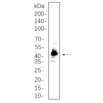 Mouse brain whole cell lysates were separated by 10% SDS-PAGE, and the membrane was blotted with primary antibody(1:1000). The HRP-conjugated Goat anti-Rabbit IgG(H + L) antibody was used to detect the antibody.