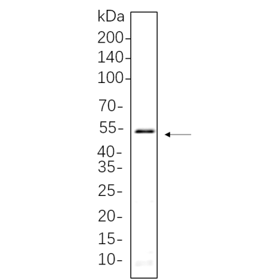 Hela-2 whole cell lysates were separated by 10% SDS-PAGE, and the membrane was blotted with primary antibody(1:1000). The HRP-conjugated Goat anti-Rabbit IgG(H + L) antibody was used to detect the antibody.