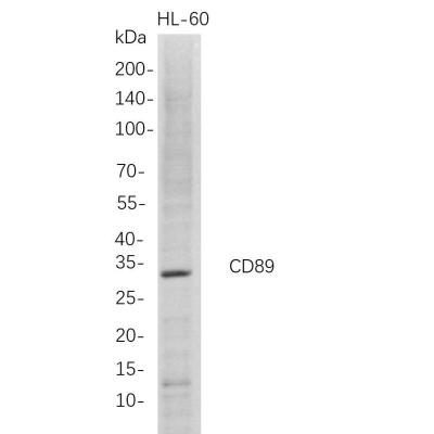 Western Blot analysis of HL-60 whole cell lysates were separated by 4-20% SDS-PAGE, and the membrane was blotted with anti-CD89 rabbit mAb. The HRP-conjugated Goat anti-Rabbit IgG(H + L) antibody was used to detect the antibody.