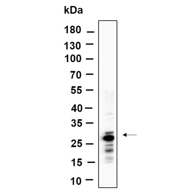 Western Blot analysis using MCF7 lysates,primary antibody was diluted at 1:1000, 4°over night, Dylight 800 secondary antibody(WS0446)was diluted at 1:10000, 37° 1hour.