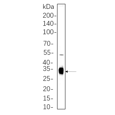 HEK293 cell lysates were separated by 4-20% SDS-PAGE, and the membrane was blotted with primary antibody 1:1000. The HRP-conjugated Goat anti-Rabbit IgG(H + L) antibody was used to detect the antibody.