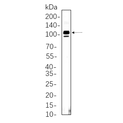 THP-1 whole cell lysates were separated by 10% SDS-PAGE, and the membrane was blotted with primary antibody(1:1000). The HRP-conjugated Goat anti-Rabbit IgG(H + L) antibody was used to detect the antibody.