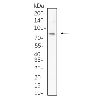 NIH-3T3 whole cell lysates were separated by 10% SDS-PAGE, and the membrane was blotted with primary antibody(1:1000). The HRP-conjugated Goat anti-Rabbit IgG(H + L) antibody was used to detect the antibody.