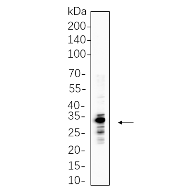 THP-1 cell lysates were separated by 4-20% SDS-PAGE, and the membrane was blotted with primary antibody 1:1000. The HRP-conjugated Goat anti-Rabbit IgG(H + L) antibody was used to detect the antibody.