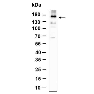 Western Blot analysis using A431 serum was starved overnight and treated with hEGF(100ng/ml) for 5 minutes lysates,primary antibody was diluted at 1:1000, 4°over night, Dylight 800 secondary antibody(WS0446)was diluted at 1:10000, 37° 1hour.