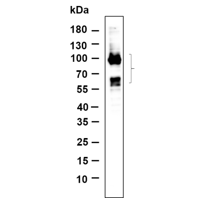 Western Blot analysis using Neuro-2a was treated with Ethacrynic acid(50μM) for 2 hours lysates,primary antibody was diluted at 1:1000, 4°over night, Dylight 800 secondary antibody(WS0446)was diluted at 1:10000, 37° 1hour.