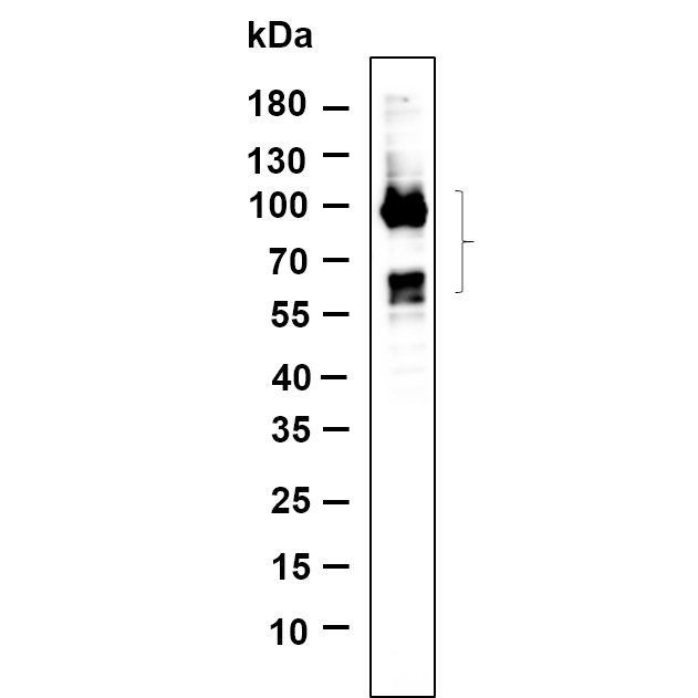 WR4621 Western Blot analysis using Neuro-2a was treated with Ethacrynic acid(50μM) for 2 hours lysates,primary antibody was diluted at 1:1000, 4°over night, Dylight 800 secondary antibody(WS0446)was diluted at 1:10000, 37° 1hour. Western Blot analysis using Neuro-2a was treated with Ethacrynic acid(50μM) for 2 hours lysates,primary antibody was diluted at 1:1000, 4°over night, Dylight 800 secondary antibody(WS0446)was diluted at 1:10000, 37° 1hour.