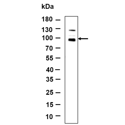 Western Blot analysis using PC-12 lysates,primary antibody was diluted at 1:1000, 4°over night, Dylight 800 secondary antibody(WS0446)was diluted at 1:10000, 37° 1hour.