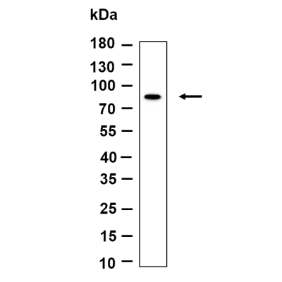 Western Blot analysis using Hela serum was starved overnight and treated with 20% FBS and Calyculin A (100nM) for 15 minutes lysates,primary antibody was diluted at 1:1000, 4°over night, Dylight 800 secondary antibody(WS0446)was diluted at 1:10000, 37° 1hour.