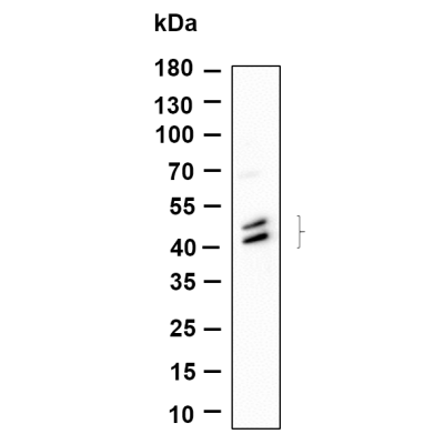 Western Blot analysis using Hela was treated with Anisomycin(250ng/ml) for 30 minutes lysates,primary antibody was diluted at 1:1000, 4°over night, Dylight 800 secondary antibody(WS0446)was diluted at 1:10000, 37° 1hour.