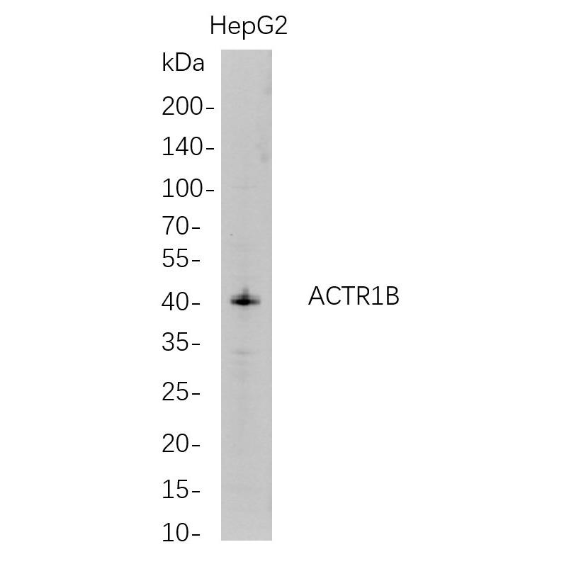WR4644 Western Blot analysis of HepG2 whole cell lysates were separated by 4-20% SDS-PAGE, and the membrane was blotted with anti-ACTR1B rabbit mAb. The HRP-conjugated Goat anti-Rabbit IgG(H + L) antibody was used to detect the antibody. Western Blot analysis of HepG2 whole cell lysates were separated by 4-20% SDS-PAGE, and the membrane was blotted with anti-ACTR1B rabbit mAb. The HRP-conjugated Goat anti-Rabbit IgG(H + L) antibody was used to detect the antibody.