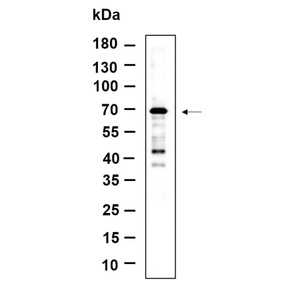 Western Blot analysis using SH-SY5Y lysates,primary antibody was diluted at 1:1000, 4°over night, Dylight 800 secondary antibody(WS0446)was diluted at 1:10000, 37° 1hour.