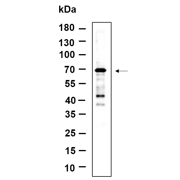 WR4657 Western Blot analysis using SH-SY5Y lysates,primary antibody was diluted at 1:1000, 4°over night, Dylight 800 secondary antibody(WS0446)was diluted at 1:10000, 37° 1hour. Western Blot analysis using SH-SY5Y lysates,primary antibody was diluted at 1:1000, 4°over night, Dylight 800 secondary antibody(WS0446)was diluted at 1:10000, 37° 1hour.