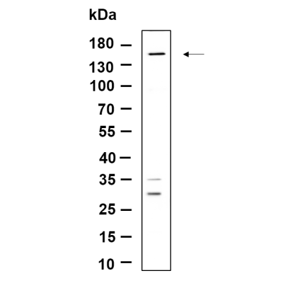 Western Blot analysis using Hela lysates,primary antibody was diluted at 1:1000, 4°over night, Dylight 800 secondary antibody(WS0446)was diluted at 1:10000, 37° 1hour.