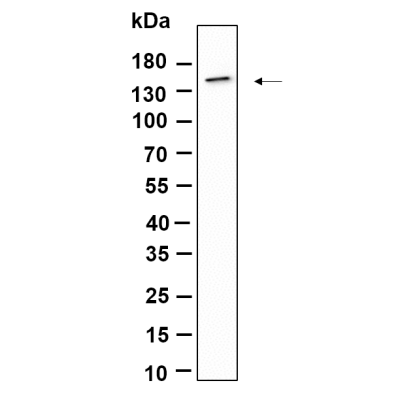 Western Blot analysis using THP-1 lysates,primary antibody was diluted at 1:1000, 4°over night, Dylight 800 secondary antibody(WS0446)was diluted at 1:10000, 37° 1hour.