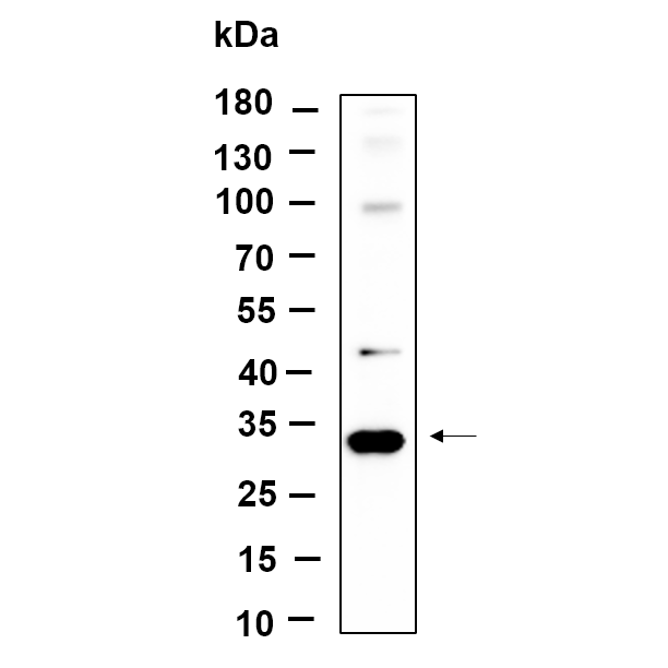 WR4675 Western Blot analysis using HeLa lysates,primary antibody was diluted at 1:1000, 4°over night, Dylight 800 secondary antibody(WS0446)was diluted at 1:10000, 37° 1hour. Western Blot analysis using HeLa lysates,primary antibody was diluted at 1:1000, 4°over night, Dylight 800 secondary antibody(WS0446)was diluted at 1:10000, 37° 1hour.