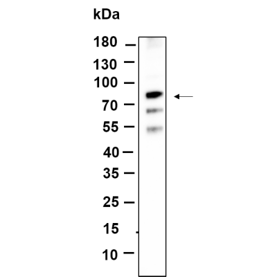 Western Blot analysis using SW480  lysates,primary antibody was diluted at 1:1000, 4°over night, Dylight 800 secondary antibody(WS0446)was diluted at 1:10000, 37° 1hour.
