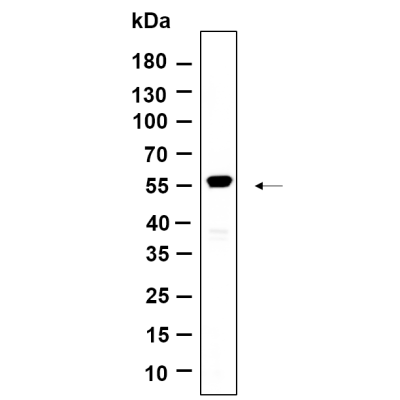 Western Blot analysis using 3T3-L1 lysates,primary antibody was diluted at 1:1000, 4°over night, Dylight 800 secondary antibody(WS0446)was diluted at 1:10000, 37° 1hour.