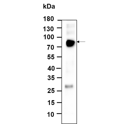 Western Blot analysis using SH-SY5Y lysates,primary antibody was diluted at 1:1000, 4°over night, Dylight 800 secondary antibody(WS0446)was diluted at 1:10000, 37° 1hour.