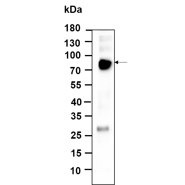 WR4689 Western Blot analysis using SH-SY5Y lysates,primary antibody was diluted at 1:1000, 4°over night, Dylight 800 secondary antibody(WS0446)was diluted at 1:10000, 37° 1hour. Western Blot analysis using SH-SY5Y lysates,primary antibody was diluted at 1:1000, 4°over night, Dylight 800 secondary antibody(WS0446)was diluted at 1:10000, 37° 1hour.