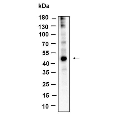 Western Blot analysis using MCF7 lysates,primary antibody was diluted at 1:1000, 4°over night, Dylight 800 secondary antibody(WS0446)was diluted at 1:10000, 37° 1hour.