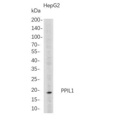 Western Blot analysis of HepG2 whole cell lysates were separated by 4-20% SDS-PAGE, and the membrane was blotted with anti-PPIL1 rabbit mAb. The HRP-conjugated Goat anti-Rabbit IgG(H + L) antibody was used to detect the antibody.