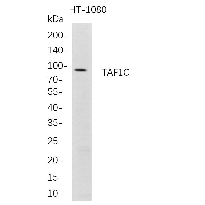 WR4696 Western Blot analysis of HT-1080 whole cell lysates were separated by 4-20% SDS-PAGE, and the membrane was blotted with anti-TAF1C rabbit mAb. The HRP-conjugated Goat anti-Rabbit IgG(H + L) antibody was used to detect the antibody. Western Blot analysis of HT-1080 whole cell lysates were separated by 4-20% SDS-PAGE, and the membrane was blotted with anti-TAF1C rabbit mAb. The HRP-conjugated Goat anti-Rabbit IgG(H + L) antibody was used to detect the antibody.